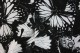 Baïsap - Butterfly shirts for men 